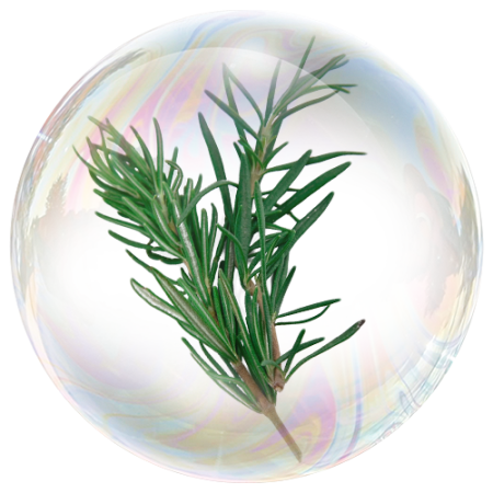 Rosemary leaf